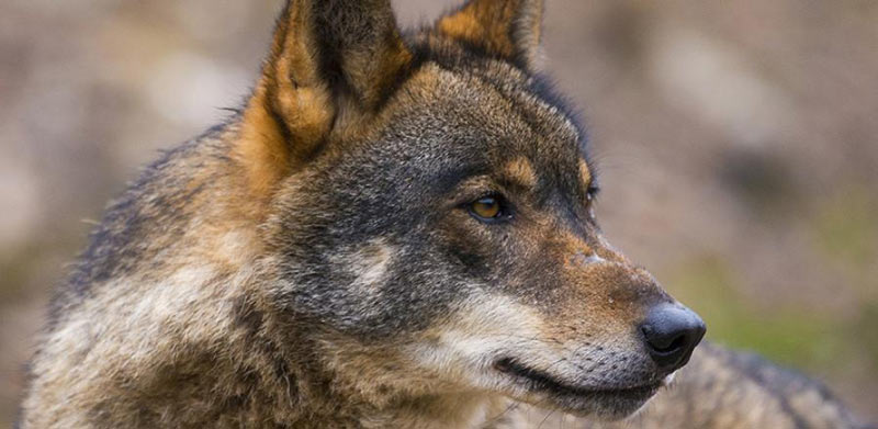 Ισπανία : Ξαναρχίζει το κυνήγι λύκων βόρεια του ποταμού Duero