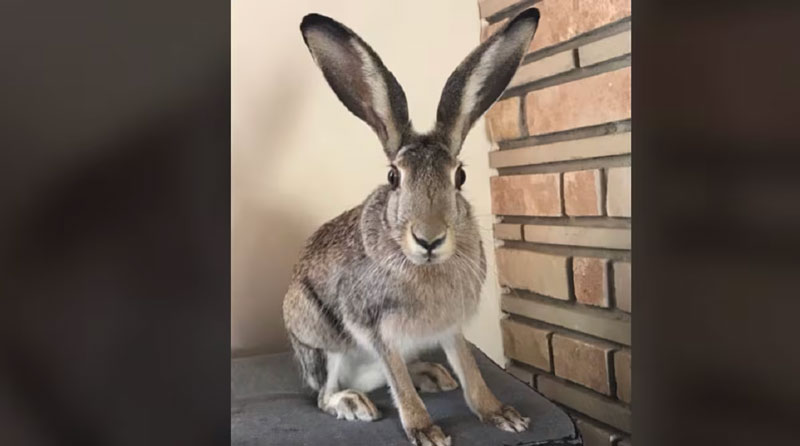 Λαγός ακούει Βασίλη Καρρά και τρελαίνεται.....VIDEO