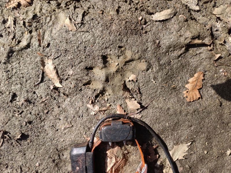 Φλώρινα: Συντετριμμένος κυνηγός εντοπίζει τον λυκοφαγωμένο του σύντροφο...VIDEO