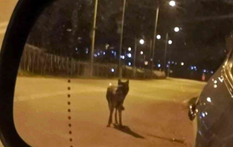 Μέχρι έξω από τη Λαμία έφτασαν οι λύκοι – Ανήσυχοι οι κάτοικοι σε Κομποτάδες και Μεξιάτες