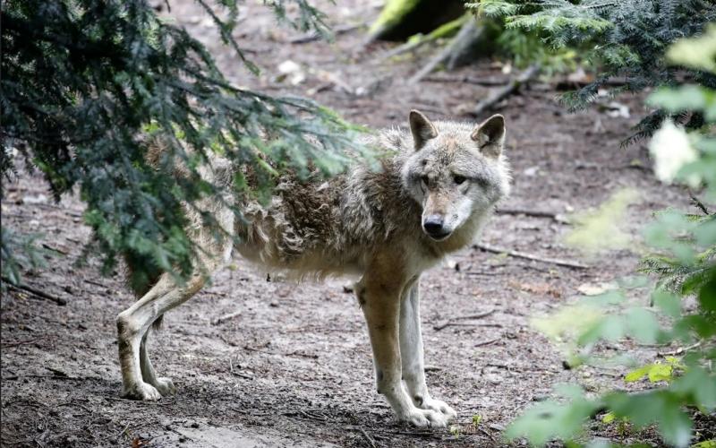 Στυλίδα: Κυνηγοί σε συναγερμό έχασαν σκύλους από λύκους και… ανησυχούν για το καλοκαίρι!...HXHTIKO