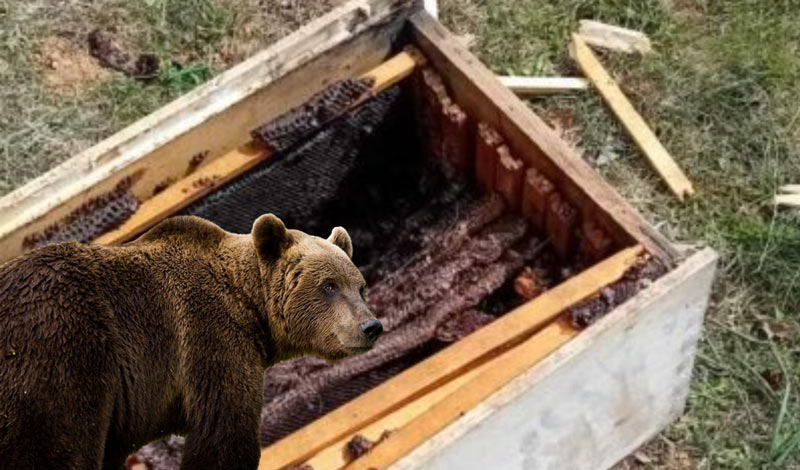 Εμφανίστηκε αρκούδα στην Ευρυτανία: Αγωνίζονται να επιβιώσουν οι μελισσοκόμοι των Αγράφων