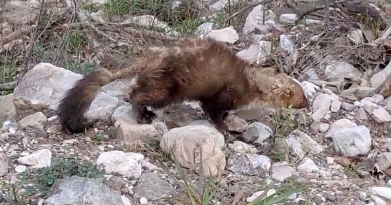 Προσοχή στα κυνηγετικά σκυλιά! Πετροκούναβο με ψώρα στον Γαύρο Ευρυτανίας ....VIDEO