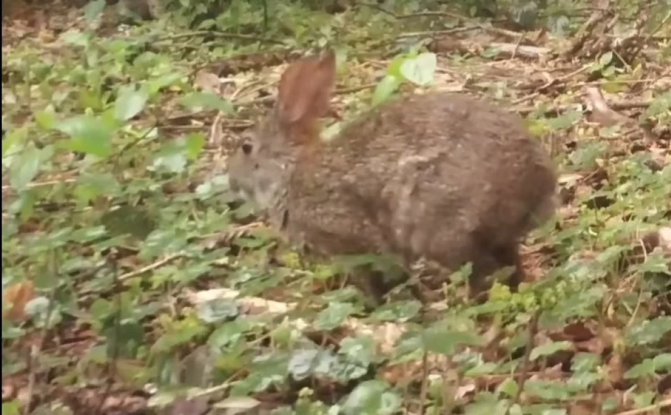 Άφωνοι οι επιστήμονες με την επανεμφάνιση είδους, 120 χρόνια μετά την εξαφάνισή του
