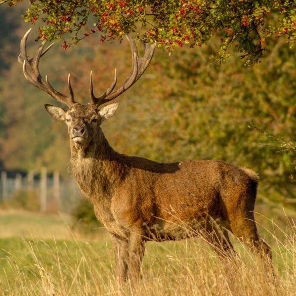Βουλγαρία : 12 εκατομμύρια λέβα έσοδα από τον κυνηγετικό τουρισμό το 2024