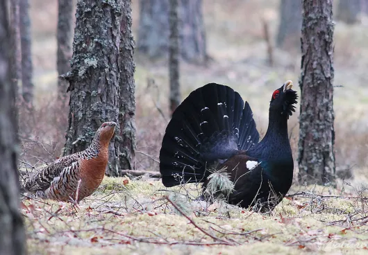 Στα βήματα του αγριόκουρκου της Ροδόπης