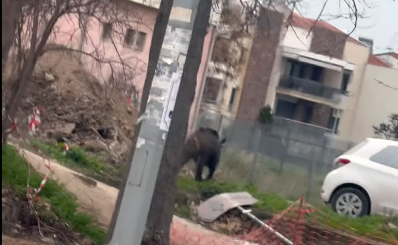 Ένα αγριογούρουνο να βολτάρει… ατάραχο στην Τούμπα....VIDEO