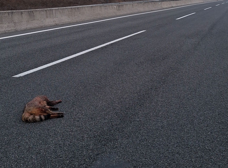 Κ.Σ. Κοζάνης : Ακόμη ένα τροχαίο με άγριο ζώο στην Εγνατία