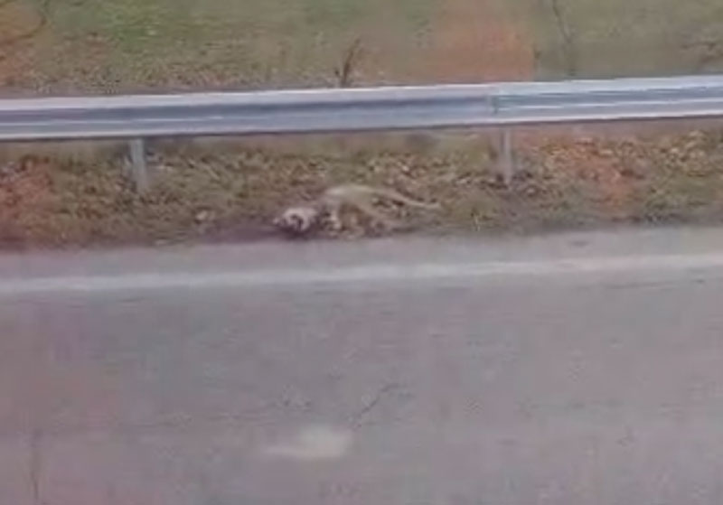 Τροχαίο με λύκο στο Mεσονήσι Φλώρινας