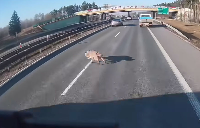 Κάμερα καταγράφει τροχαίο με λύκο σε δρόμο μεγάλης κυκλοφορίας...VIDEO