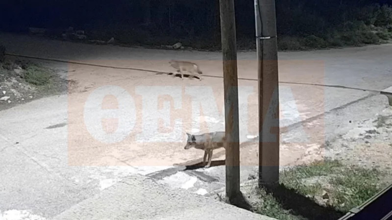 Αγέλη λύκων κάνει βόλτα στην Ιπποκράτειο Πολιτεία