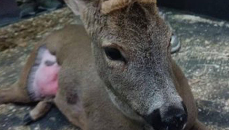 Ζαρκάδι θύμα τροχαίου στην Εθνικό Οδό Θεσσαλονίκης-Σερρών