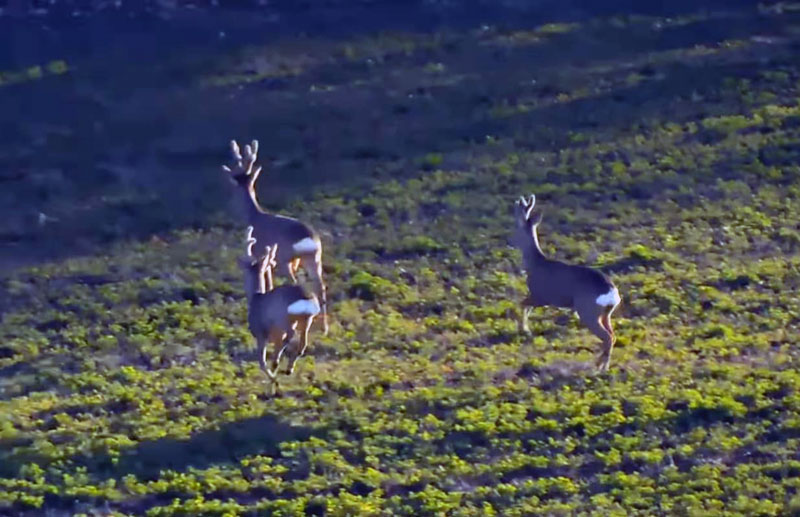 Τρια αρσενικά ζαρκάδια ποζάρουν...για χάρη ενός θηλυκού....VIDEO