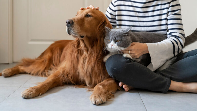 Ανοίγουν δύο διαδικτυακές πλατφόρμες για τους ΟΤΑ και τα ζώα συντροφιάς