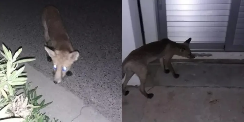 Αλεπούδες στο κέντρο της Λευκωσίας