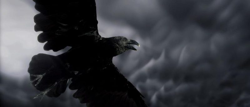 Κοράκι άφησε χωρίς ηλεκτρικό ρεύμα