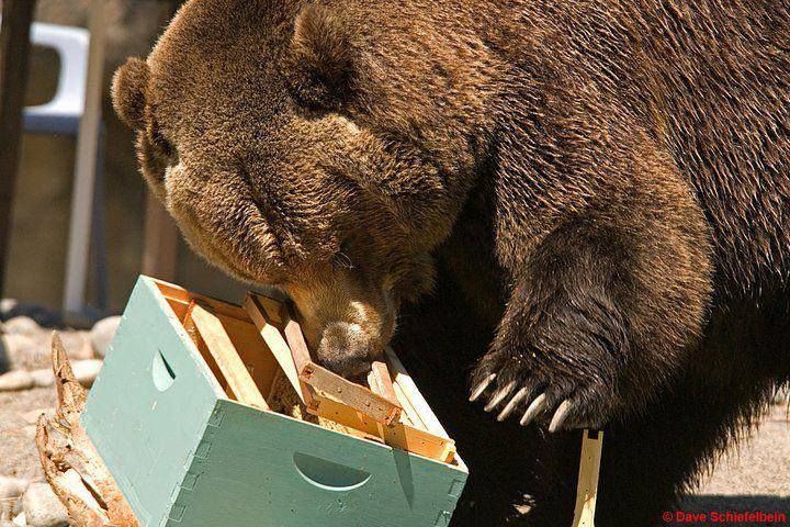 Κιλκίς: «Πονοκέφαλος» για τους μελισσοκόμους της Δοϊράνης η εμφάνιση αρκούδας...VIDEO