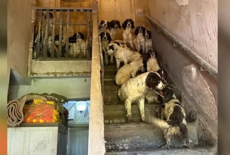 Εικόνες φρίκης σε σπίτι στη Βρετανία: Τουλάχιστον 80 σκυλιά ζούσαν σε αδιανόητες συνθήκες
