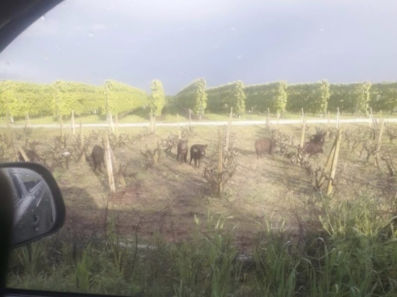 Εισβολή αγριογούρουνων λίγα χιλιόμετρα από τη Λάρισα: “Δεν θα μείνει τίποτα όρθιο…”