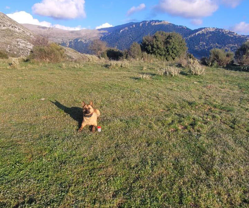Φόλες στον Ερύμανθο : Άμεση αντίδραση της Γ' ΚΟΠ