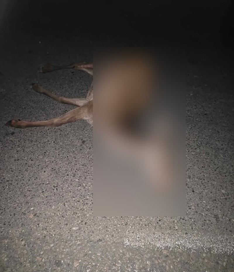 Τροχαίο με θύμα ελάφι στα Άνω Λιοσία