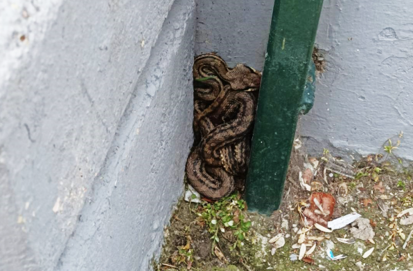 Bρέθηκε φίδι σε σχολείο στα Πατήσια