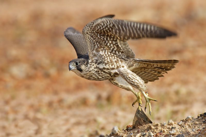 Ο Δήμος Ξάνθης θα χρησιμοποιήσει αρπακτικά πουλιά για να αντιμετωπίσει τα περιστέρια της κεντρικής πλατείας
