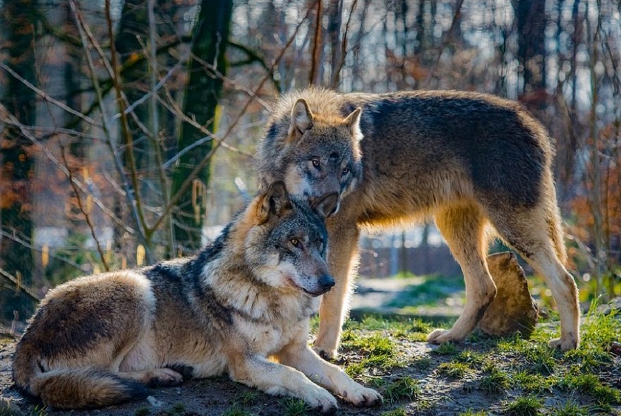 Σύσκεψη για την εμφάνιση λύκων στο Δημαρχείο Χαλκηδόνος