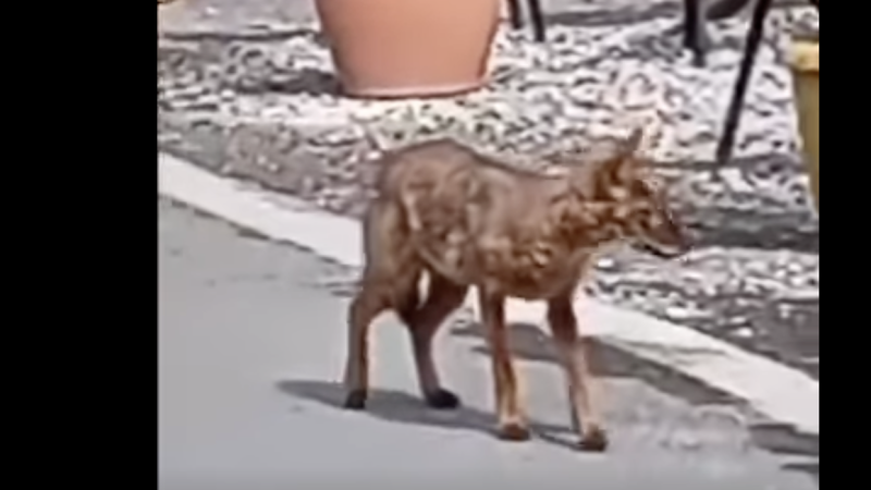 Τσακάλι περπατάει ανενόχλητο στον παραλιακό δρόμο του Τυρού...VIDEO