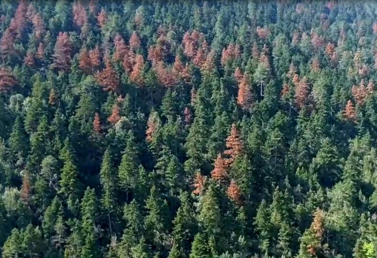 Νεκρώνουν τα έλατα του Πάρνωνα- Διερευνάται η αιτία του φαινομένου...VIDEO