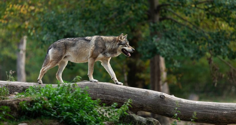Αλλαγή στο καθεστώς προστασίας του λύκου στην Ε.Ε – Ένα βήμα πιο κοντά στην διαχείριση τα κράτη μέλη