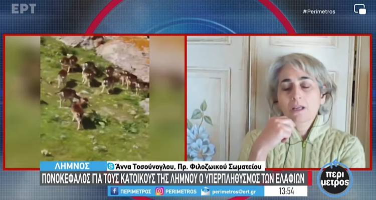 Πονοκέφαλος για τους κατοίκους της Λήμνου ο υπερπληθυσμός των πλατωνιών...VIDEO