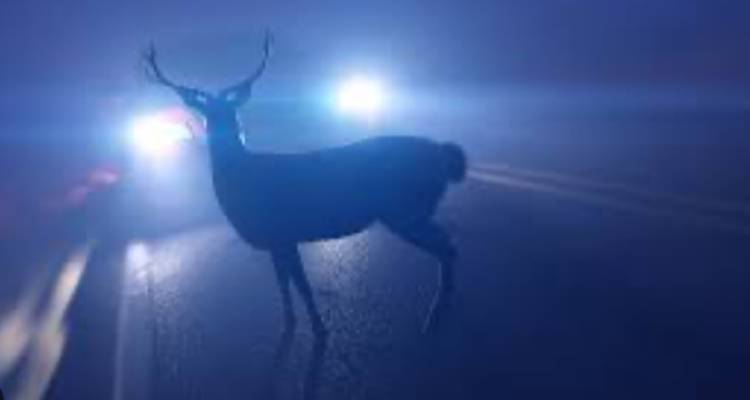 Λήμνος: Τροχαίο με ελάφι στον περιφερειακό