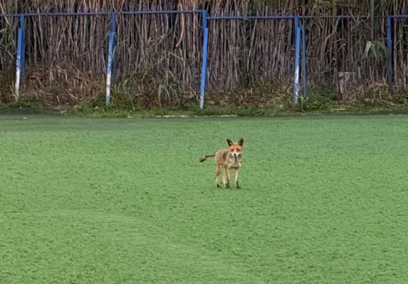 Αλεπού πήγε… για μπάλα σε γήπεδο του Αλίμου