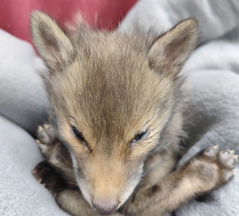 Νεογέννητη αλεπού βρέθηκε τραυματισμένη στην Κυψέλη - «Αναπαραγονται πλεον και στην Αθηνα»