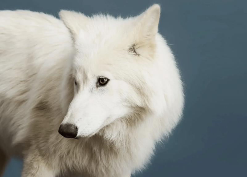 ανταρόλυκος