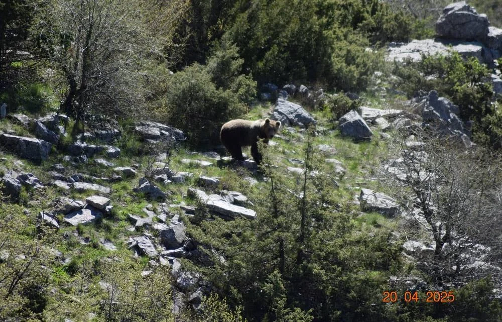 Οι αρκούδες κάνουν τις βόλτες τους στο Ζαγόρι!