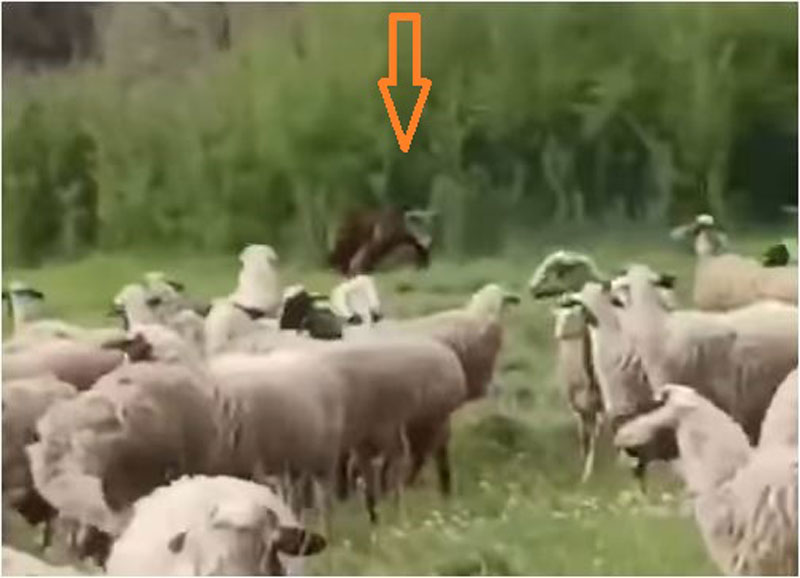 Τσοπανόσκυλα απωθούν αρκούδα που γυροφέρνει το κοπάδι...VIDEO