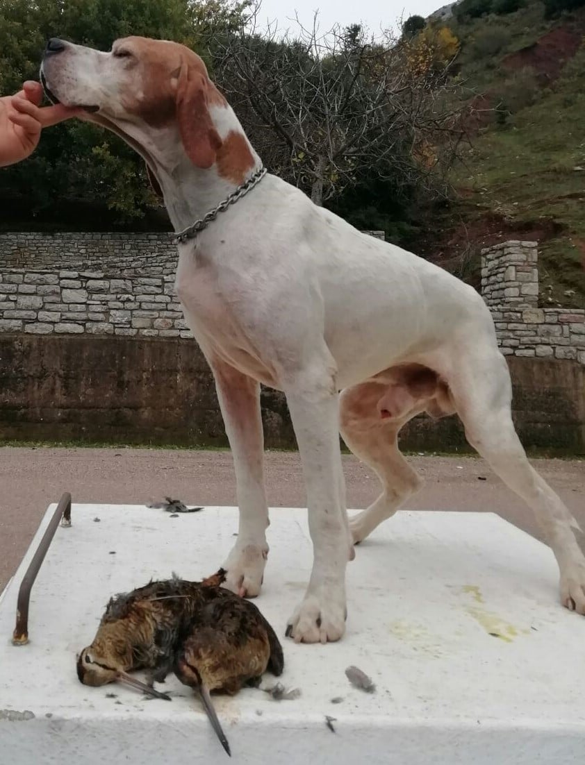Η μαγεία να κυνηγάς με Πόιντερ