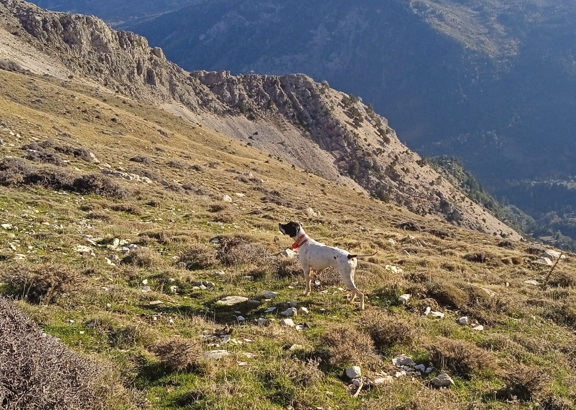 Αγωνόσκυλα Vs Κυνηγόσκυλα