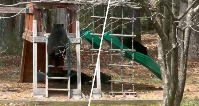 ΗΠΑ : Αρκούδα εισέβαλε στην αυλή οικογένειας για να κάνει τσουλήθρα...VIDEO