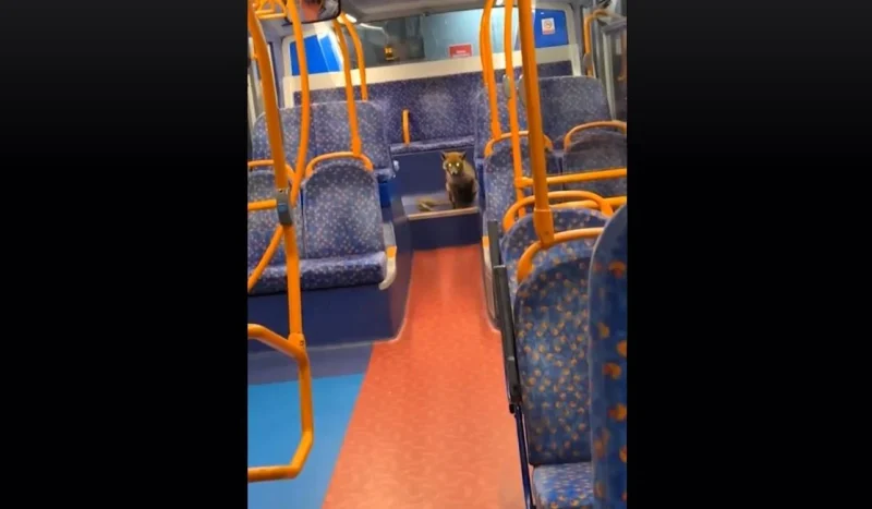 "Αλεπού... επιβάτης στο Λονδίνο: Ο απίθανος διάλογος με οδηγό λεωφορείου....VIDEO