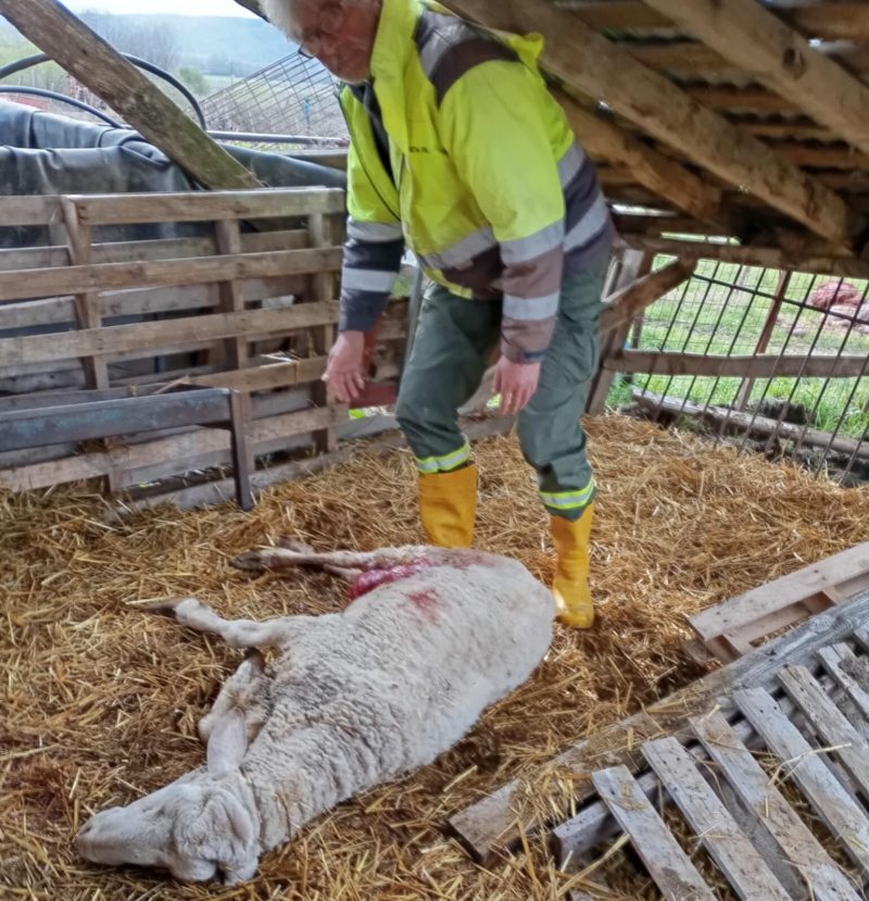 Εορδαία: Αρκούδες θανάτωσαν πρόβατα και πουλερικά