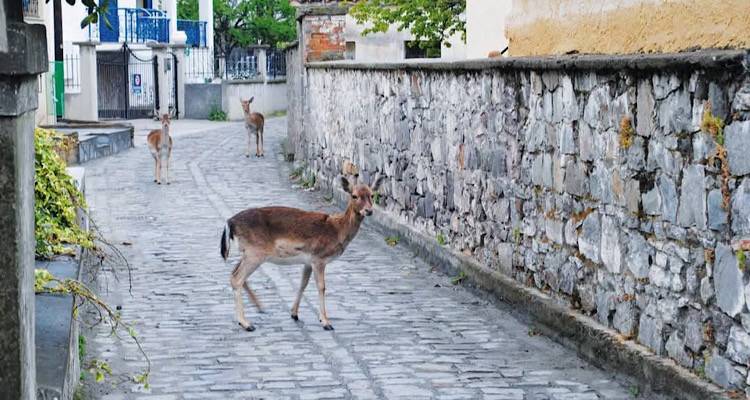 Λήμνος: Ανησυχητικές διαστάσεις λαμβάνει ο υπερπληθυσμός των ελαφιών