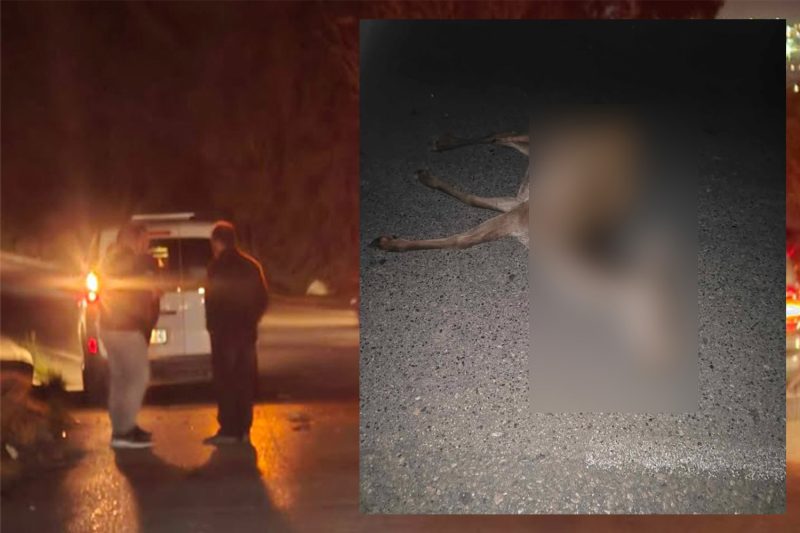 Τροχαίο με θύμα ελάφι στα Άνω Λιοσία