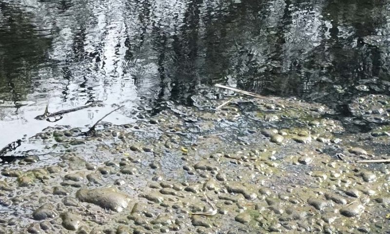 Καταρρέει το οικοσύστημα του ποταμού Ευρώτα!