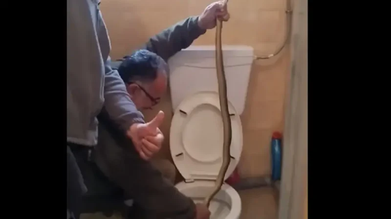 Έβγαλαν φίδι από λεκάνη τουαλέτας στην Καστοριά...VIDEO
