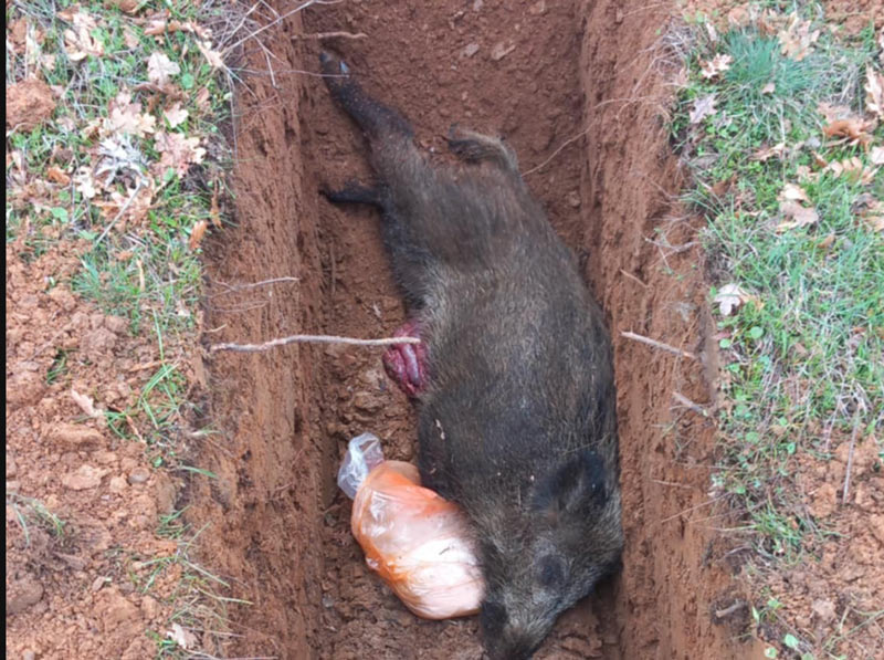 Φλώρινα : Επιβεβαιώθηκαν κρούσματα Αφρικανικής Πανώλης σε αγριόχοιρους – Άμεση κινητοποίηση των κυνηγετικών οργανώσεων