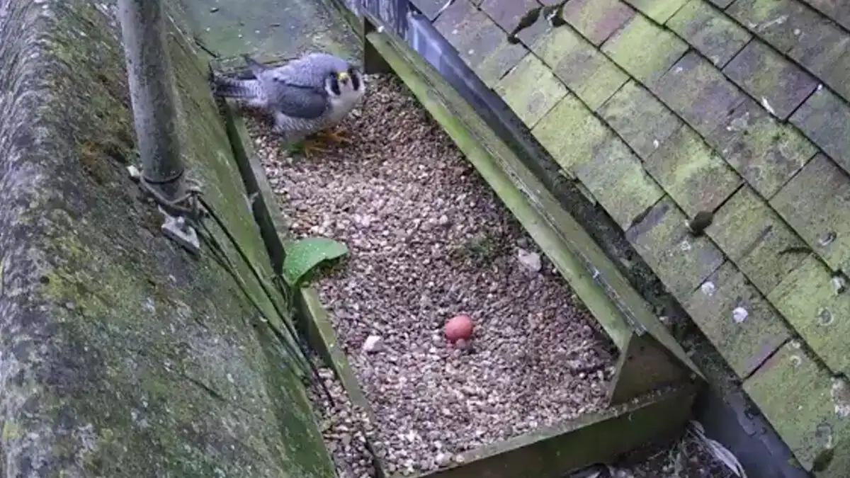 Βρετανία: Οργή για τον άγνωστο που έσπασε τα αυγά γερακιών στη φωλιά τους σε livestream μετάδοση