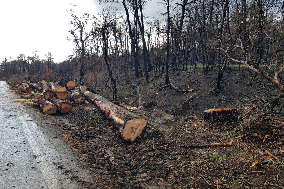Θεσσαλονίκη: Στη φυλακή 69χρονος για παράνομη υλοτομία στο δάσος της Αρέθουσας